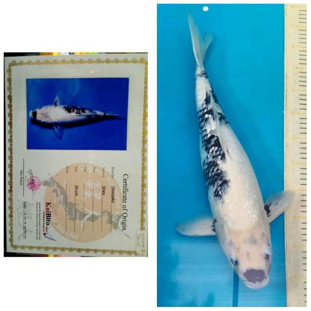 Omosako Jumbo Female Shiro Ginrin..!!