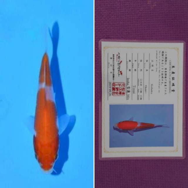 HQ matsue kohaku sertifikat 13cm