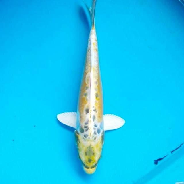 Kikoryu 30cm
