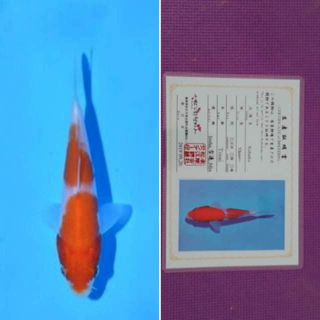 HQ matsue kohaku sertifikat 13cm