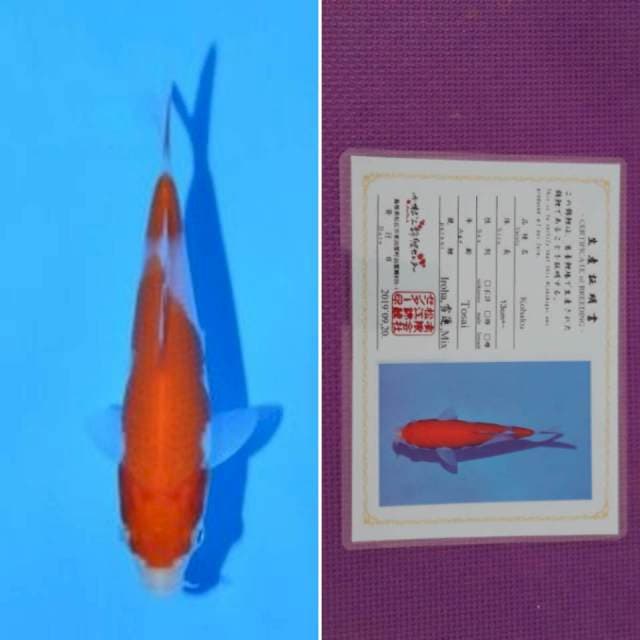 HQ matsue kohaku sertifikat 13cm
