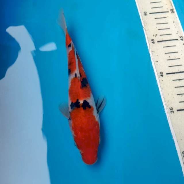 Sanke high quality 20 cm