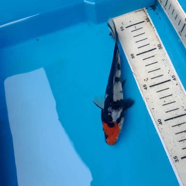 Tanco Showa 17 cm