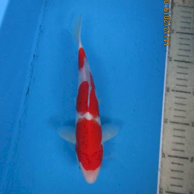 Kohaku25cm