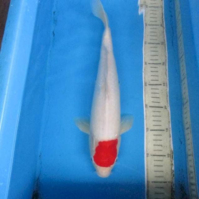 Tancokohaku38cm