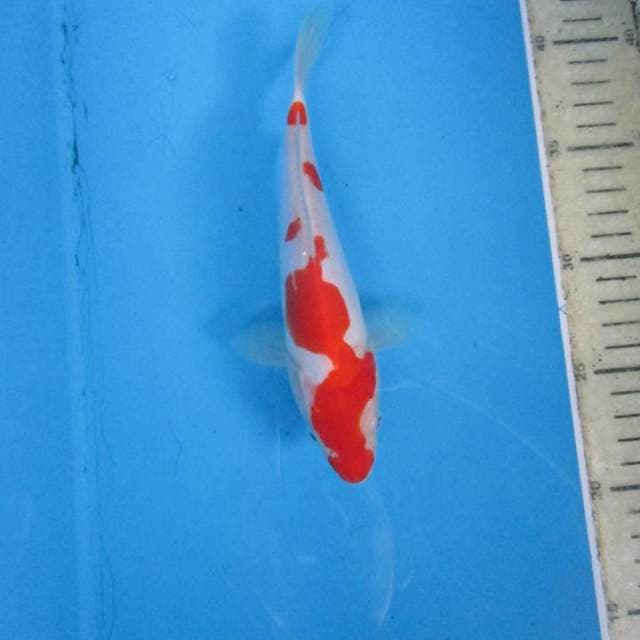 Doitsu20cm