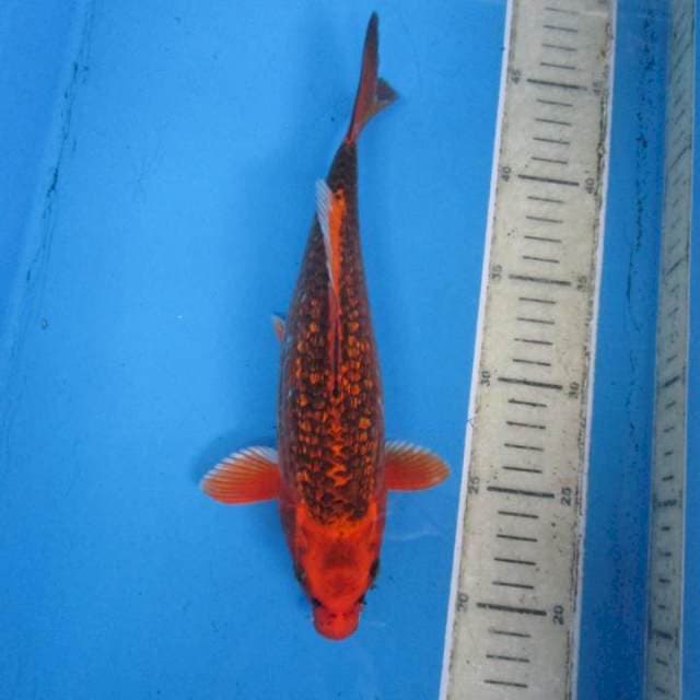Matsubaginrin25cm