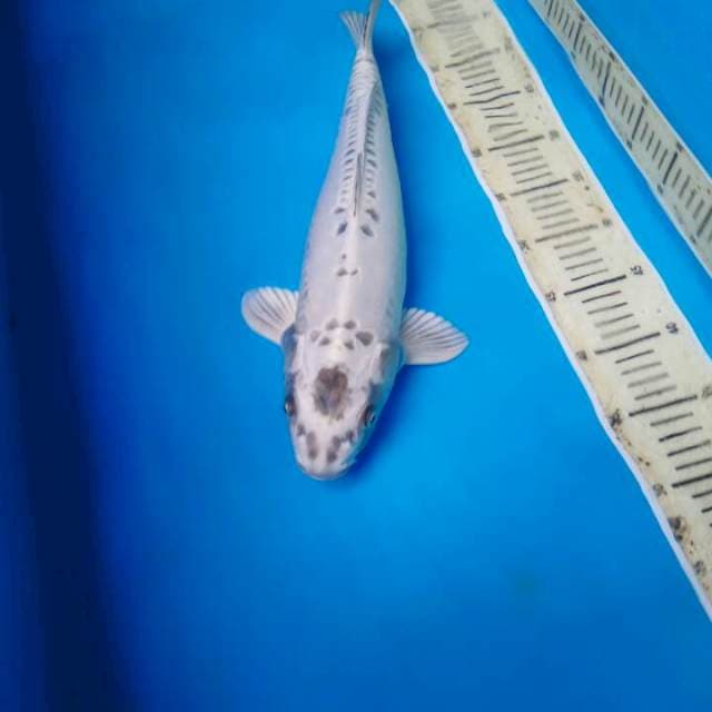Matsuba 44 cm female