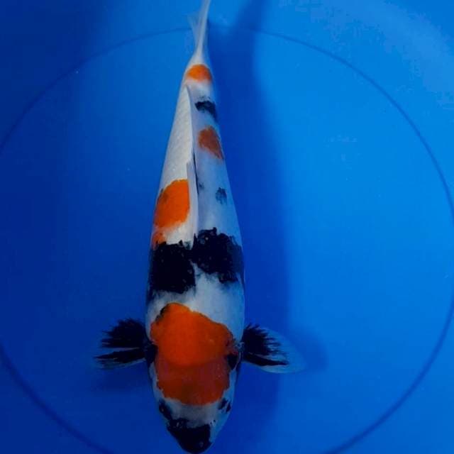Showa bulki 35 cm