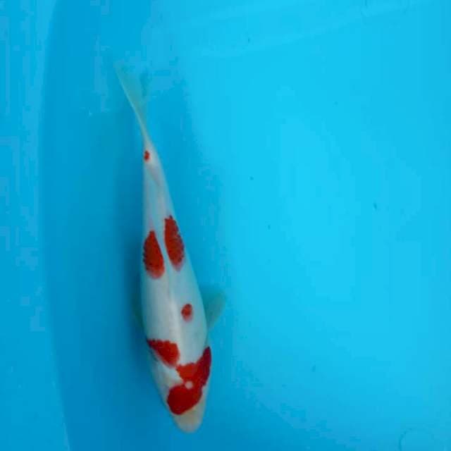 Kohaku jumbo