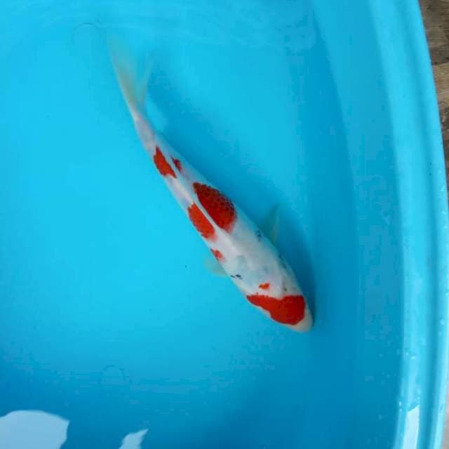 Kohaku