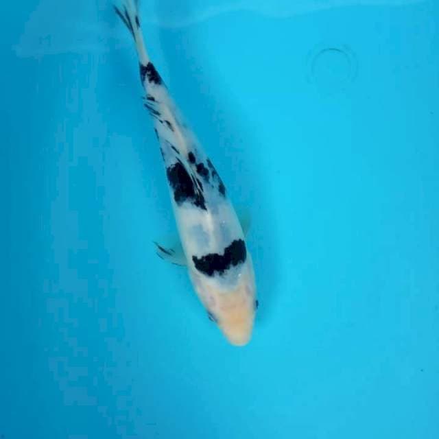 Bekko