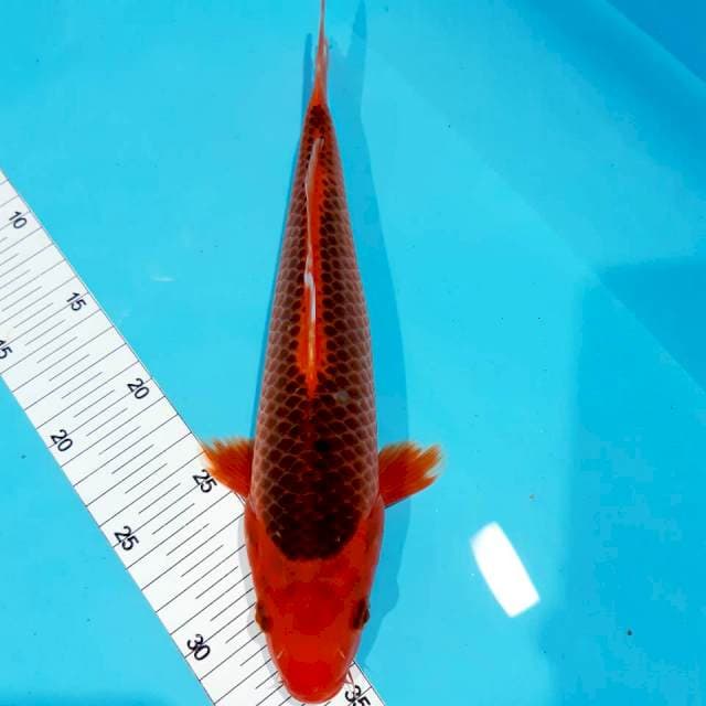 Matsuba 29 cm