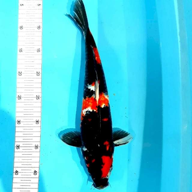 Showa 37 cm