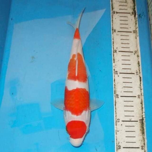 KOHAKU APIK