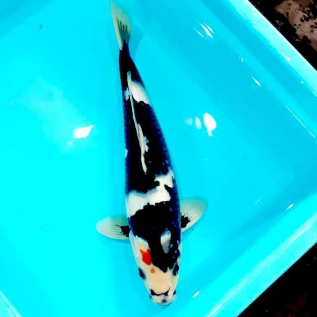 Shiro bocor 32 cm male