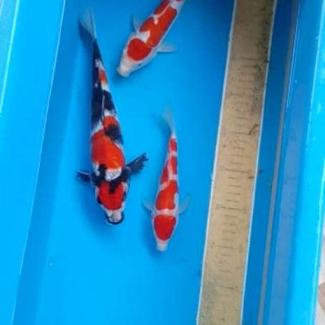 Paket 30/36 cm cateng baru