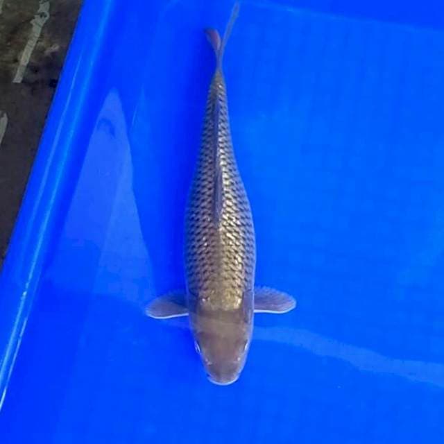 32cm. Soragoi Betina