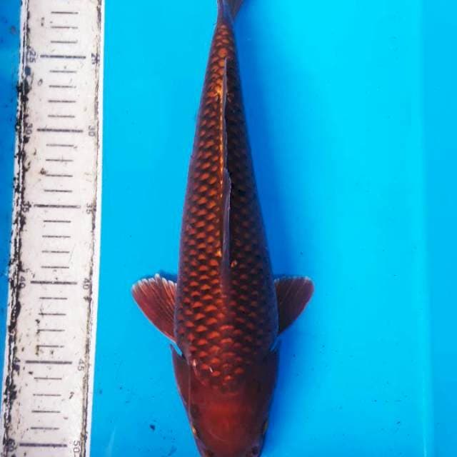 Tembaga 34cm betina