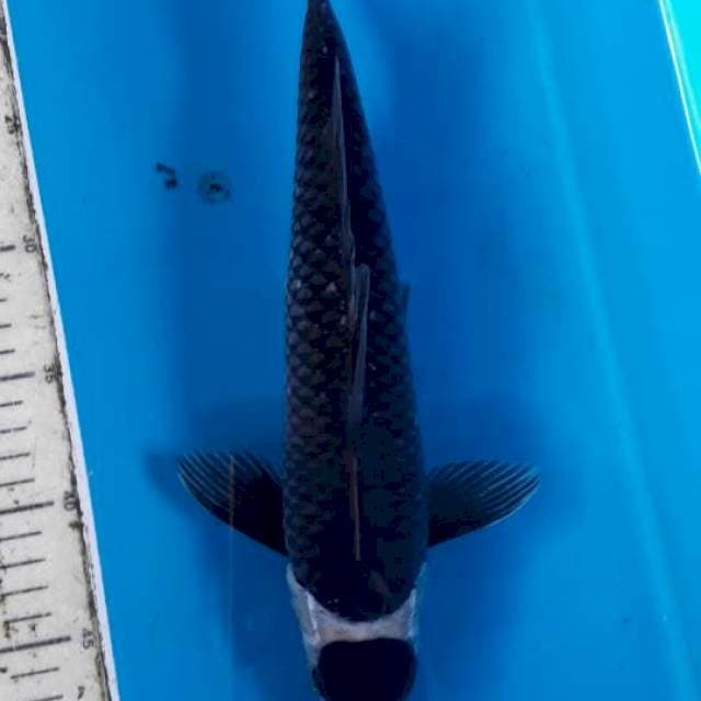 Tanco cut kering Kawari mono 30cm up
