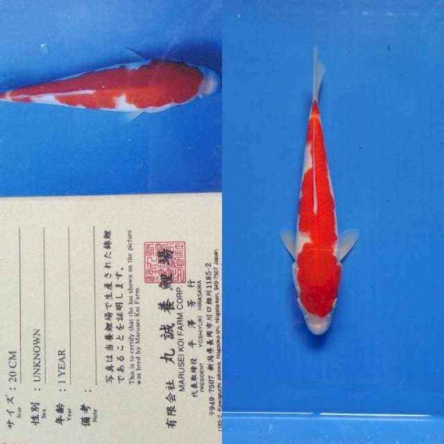 Kohaku import marusei