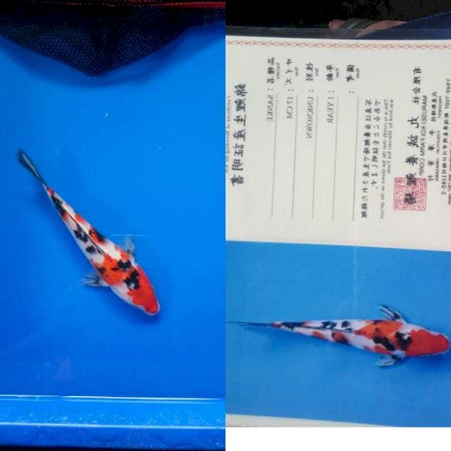 Sanke import marusei