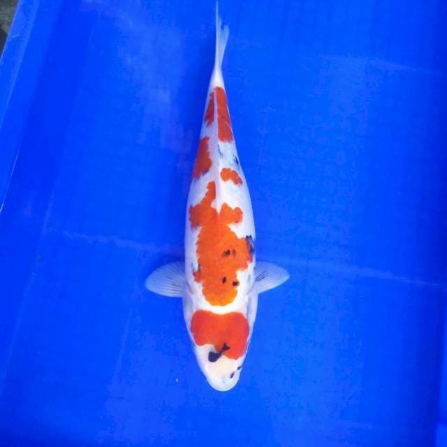 Showa halus*36cm prospek