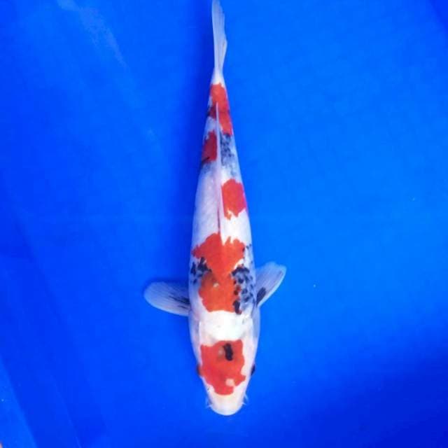 Maruten Showa*31cm