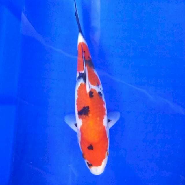 Alus showa prosp*27cm