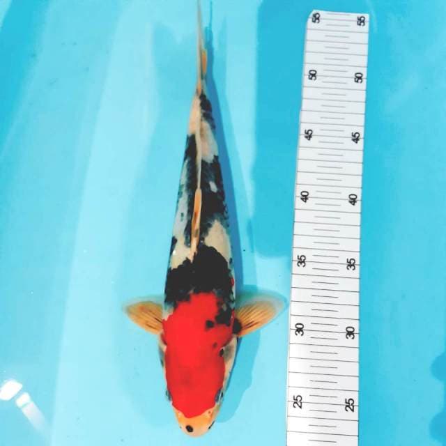 Sanke male 32cm
