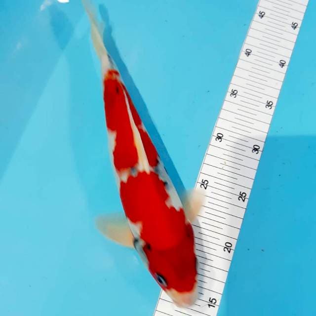 Sanke male 30cm