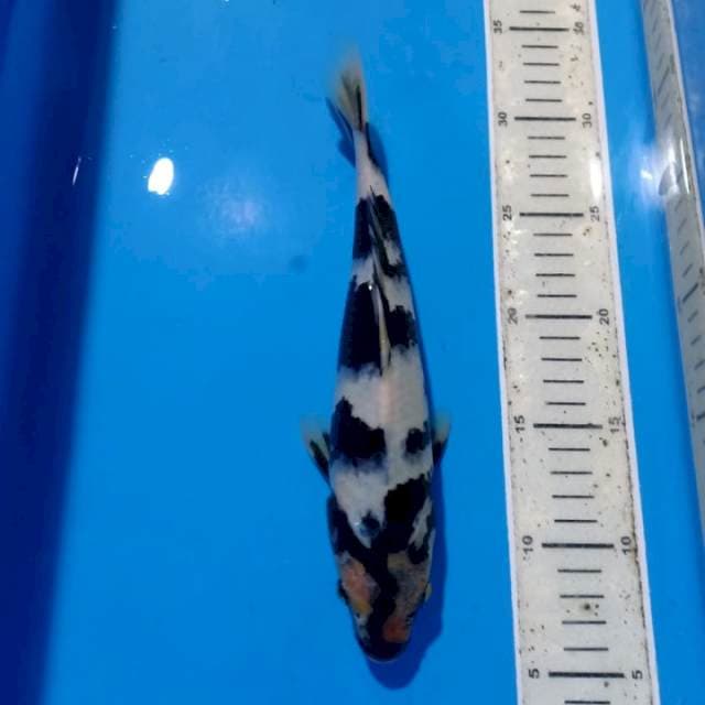 Shiro 25bu