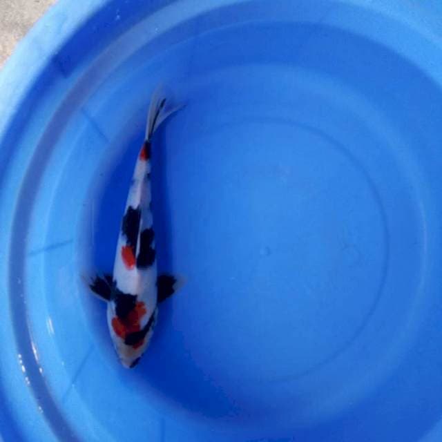 Kindai showa 25cm male