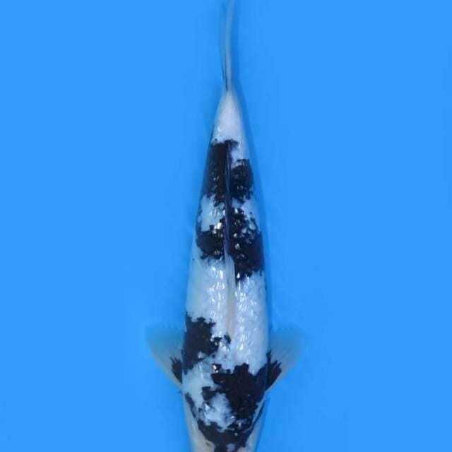 35cm , Juara 2 temanngung