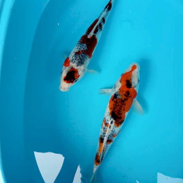 2 sijolY