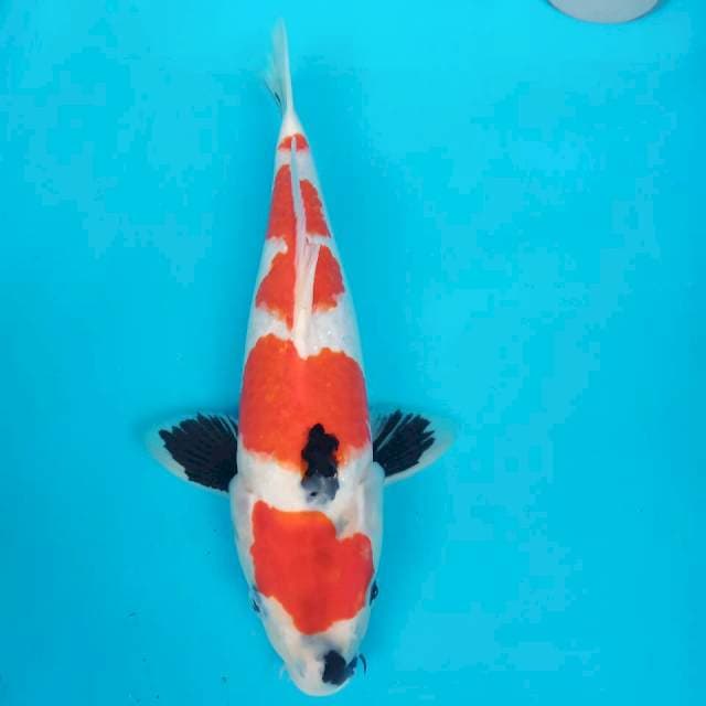 Showa 30cm