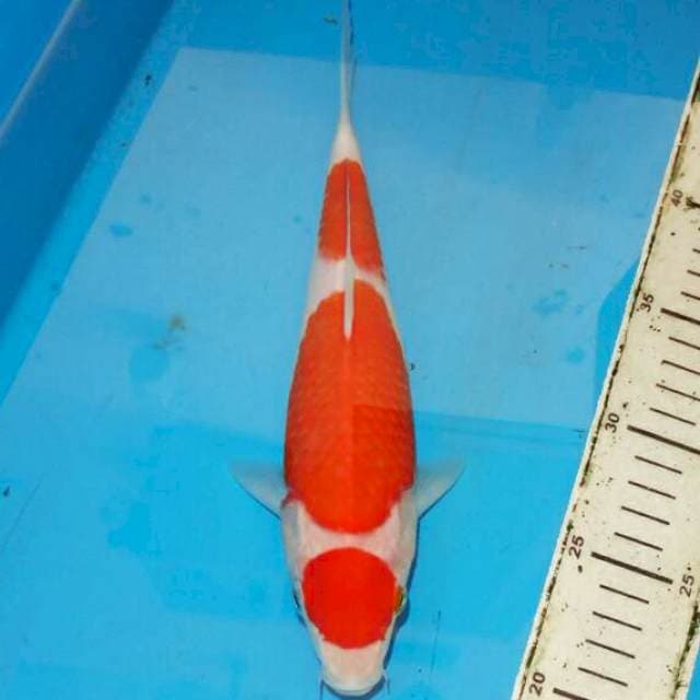 KOHAKU
