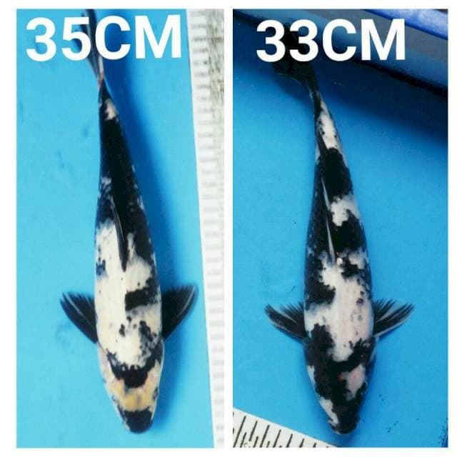 SEPASANG SHIRO JRENG 33&35CM