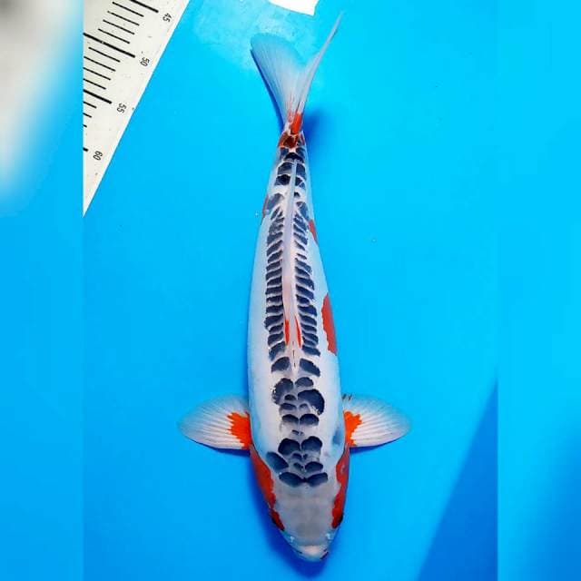 F1 male superior
