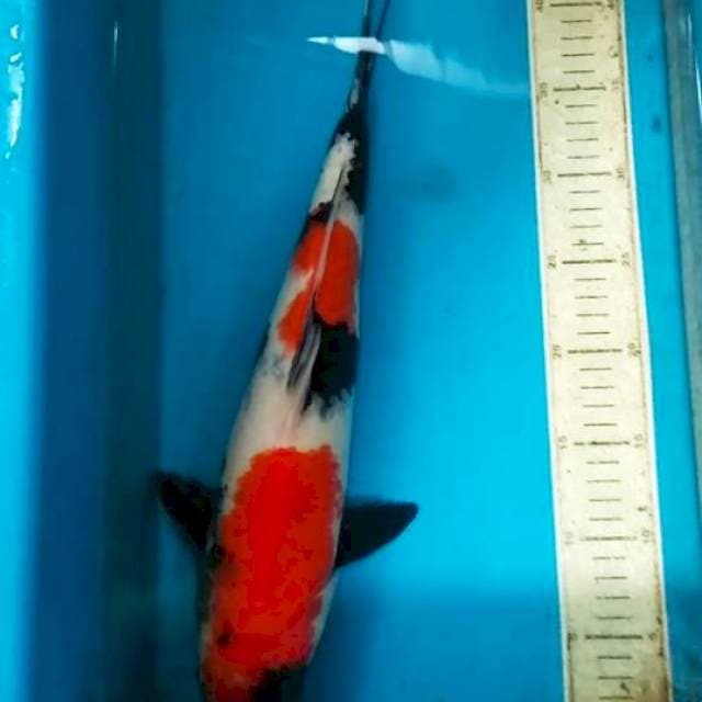 Showa 42cm