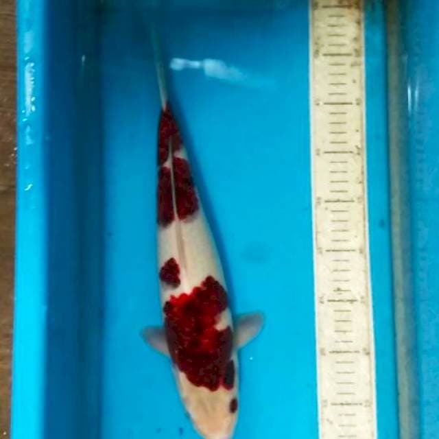 Goromo 39cm
