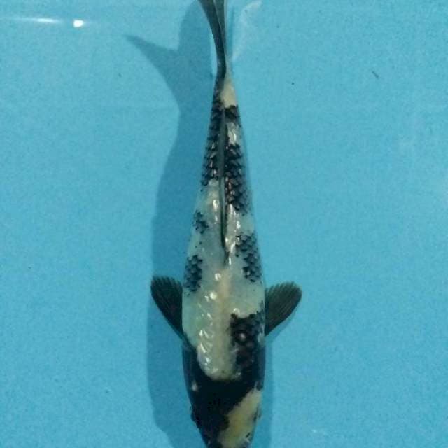 Shiro ginrin 19cm