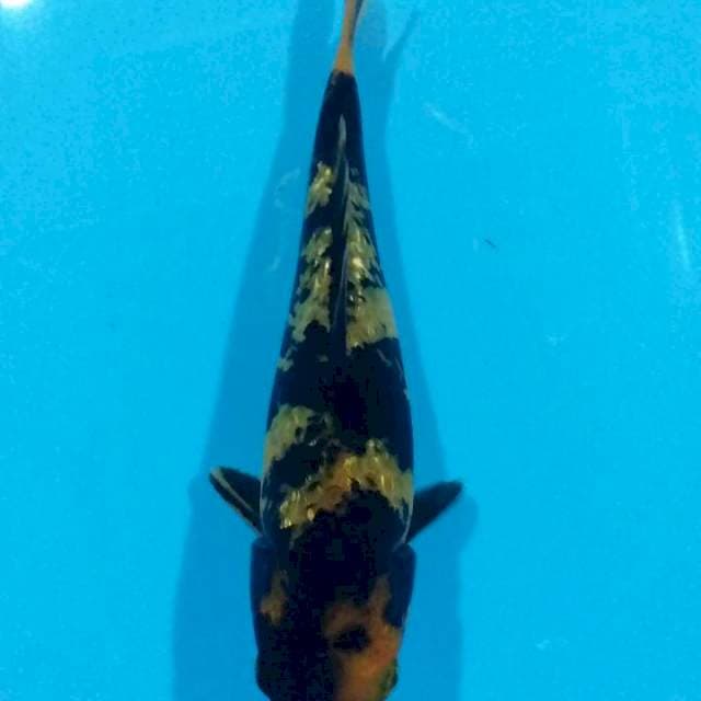 Utsuri 21cm