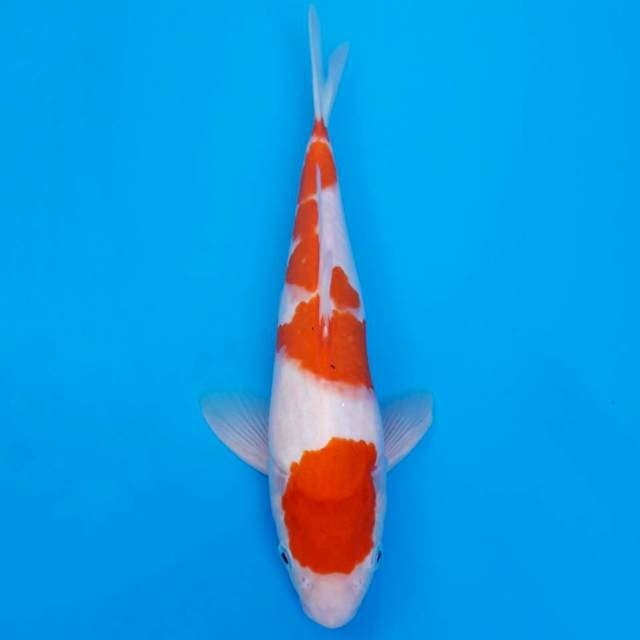 Maruten kohaku 26cm