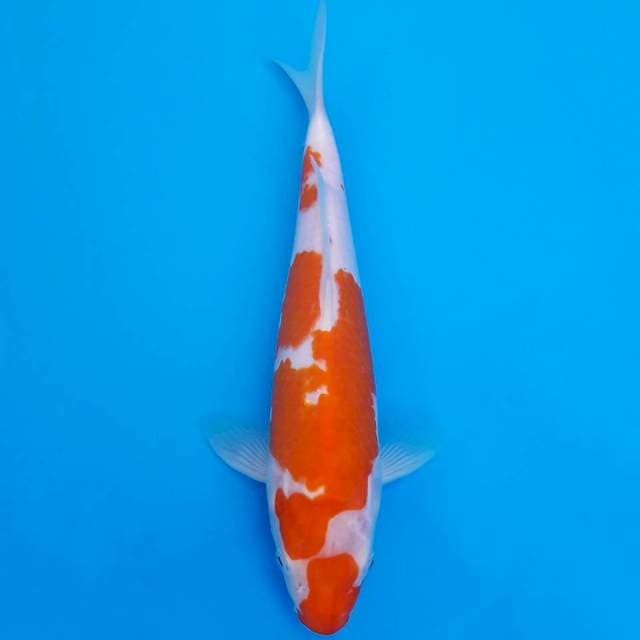 Kohaku 26cm