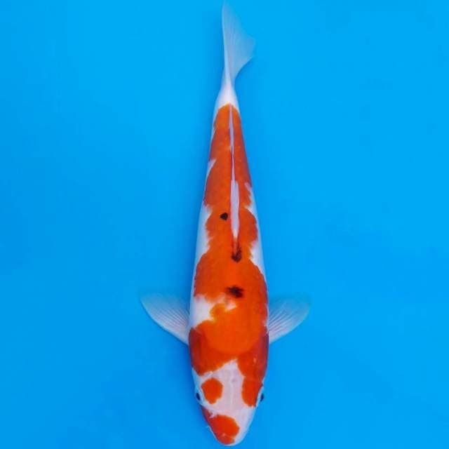 Minimalis sanke 32cm