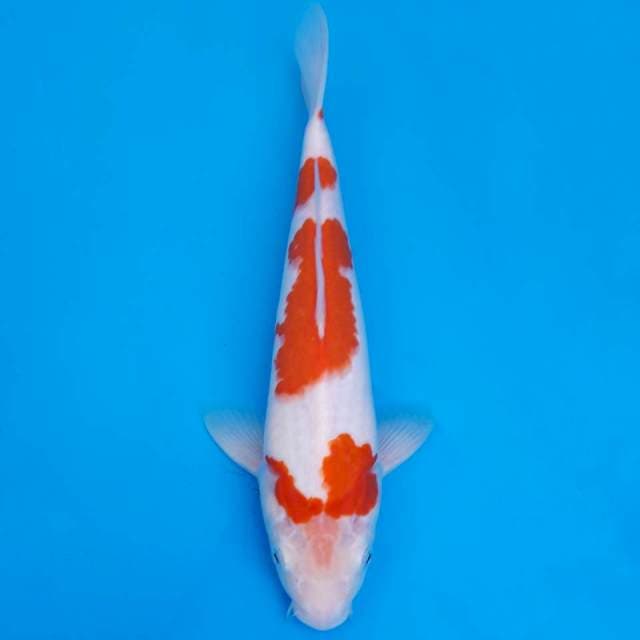 Kohaku 30cm