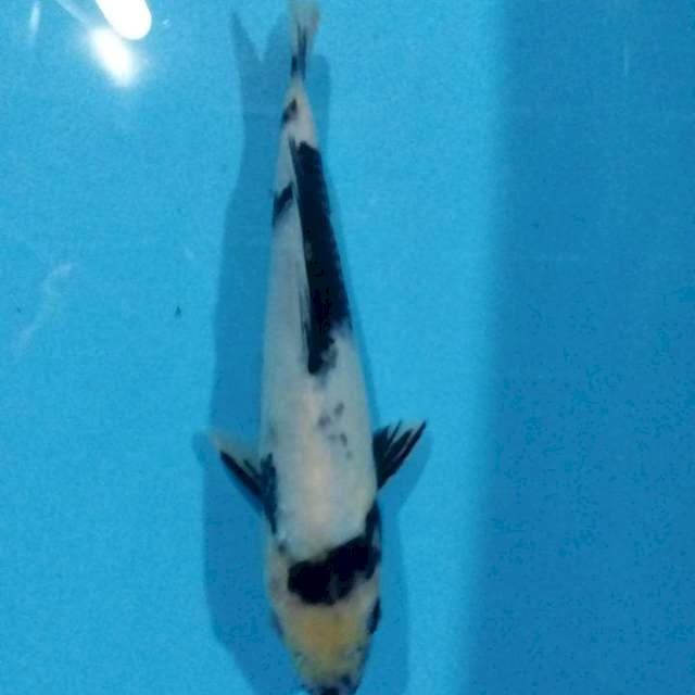 Shiro 24cm