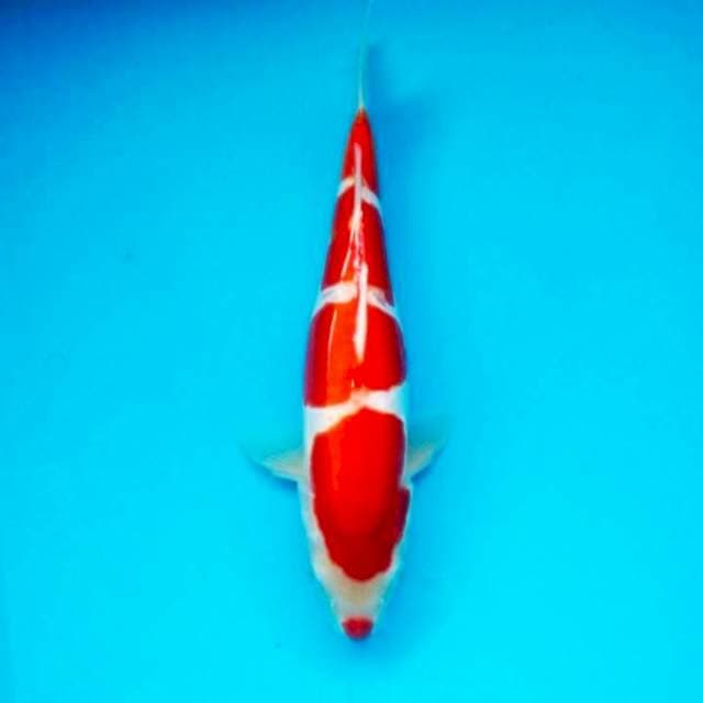 Kohaku doit murni 30cm