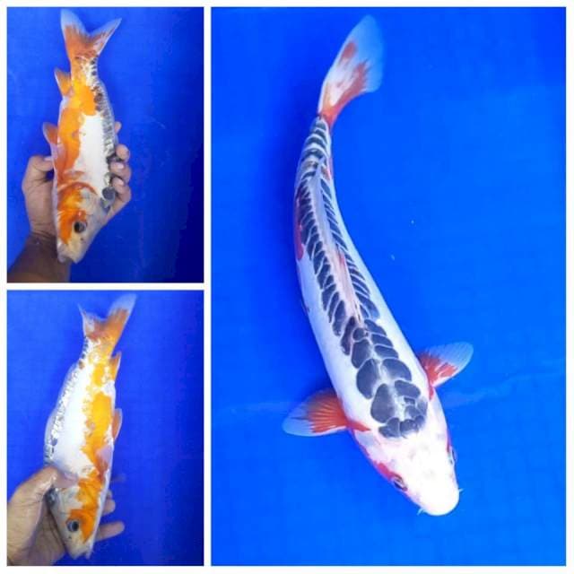 Shusui spesial # 32cm
